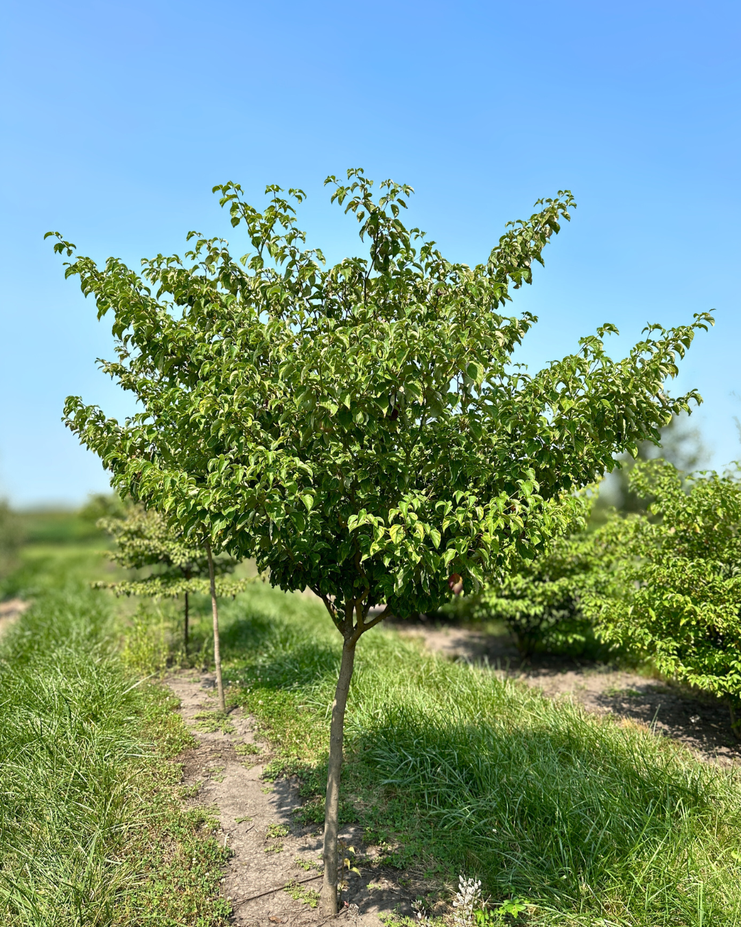 Single-trunk Pagoda Dogwood growing at the nursery.